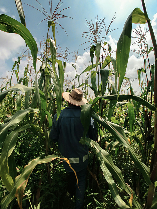 crops