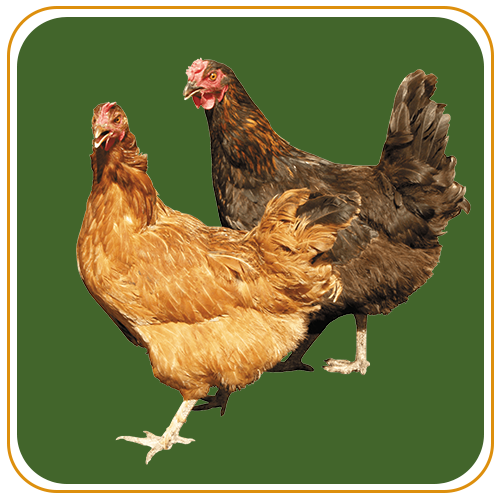 Chicken 1
