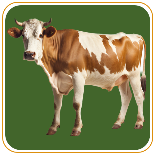 Cow 1