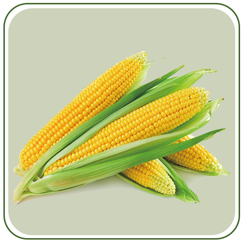 Maize 1