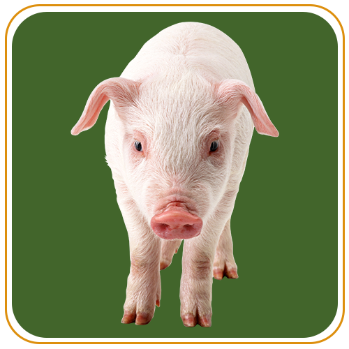Pig 1