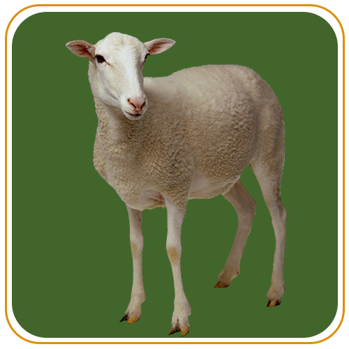 Sheep 1