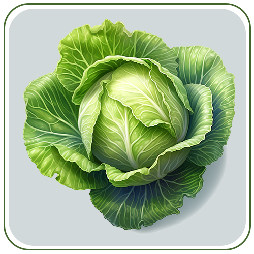 cabbage 1