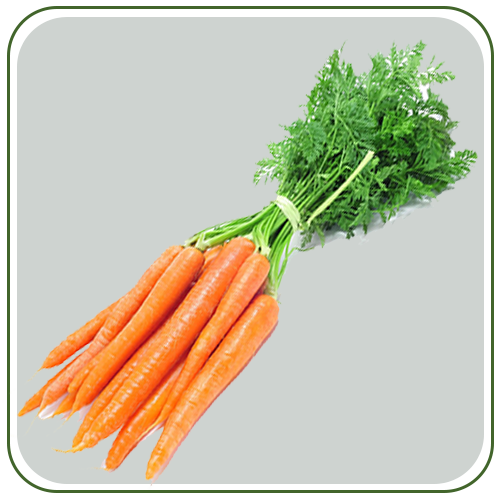 carrot 1